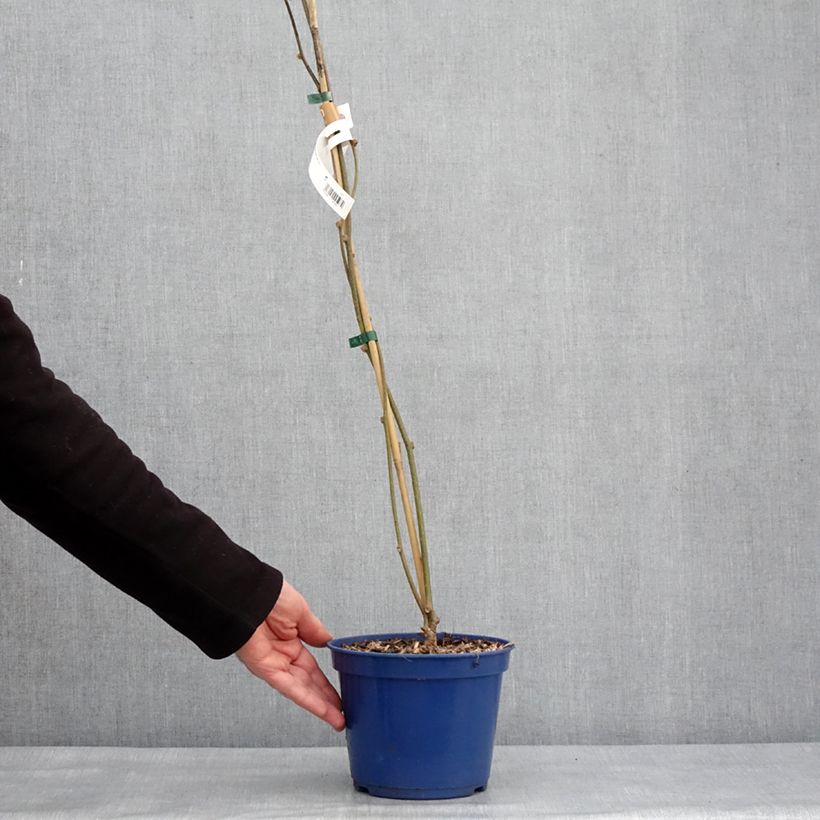 Example of Actinidia deliciosa Kiw'Happy (Männlich) - Chinesischer Strahlengriffel Topf mit 3L/4L as you get in hiver