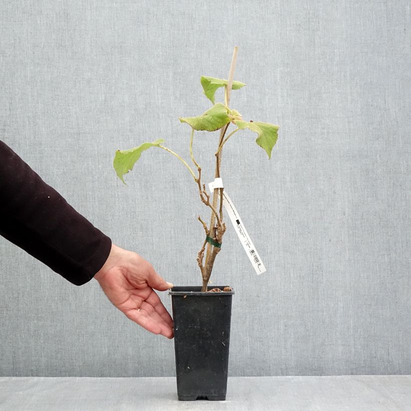 Exemplar von Actinidia chinensis Minkigold - Chinesischer Strahlengriffel Topf mit 1,5L/2L wie im Herbst geliefert