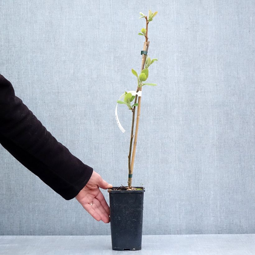 Exemplar von Actinidia chinensis Minkigold - Chinesischer Strahlengriffel Topf mit 1,5L/2L wie im Frühjahr geliefert