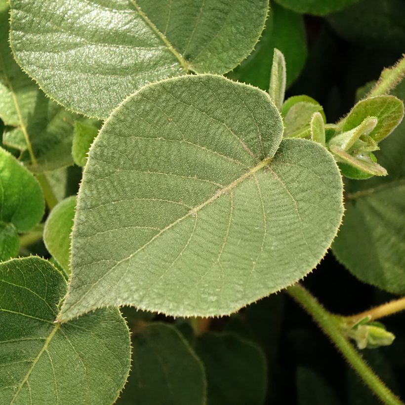 Actinidia chinensis Minkigold - Chinesischer Strahlengriffel (Foliage)
