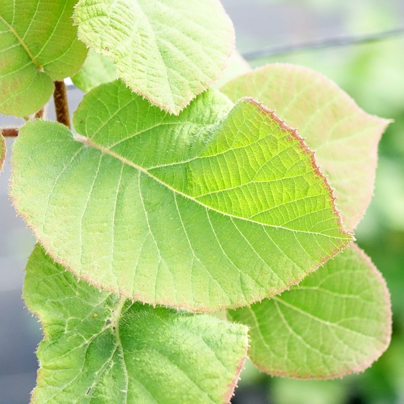 Actinidia chinensis Minkimale (Männlich) - Chinesischer Strahlengriffel (Foliage)