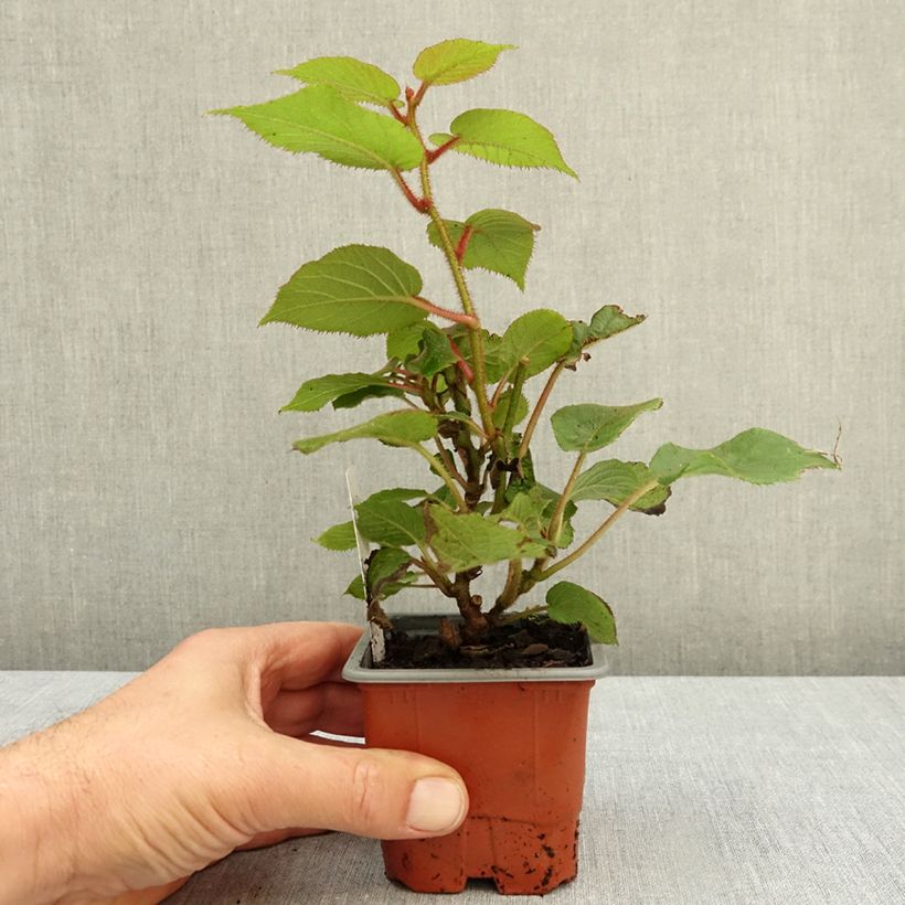 Exemplar von Actinidia deliciosa Jenny - Chinesischer Strahlengriffel Kleine Töpfe von 8/9 cm wie im Herbst geliefert