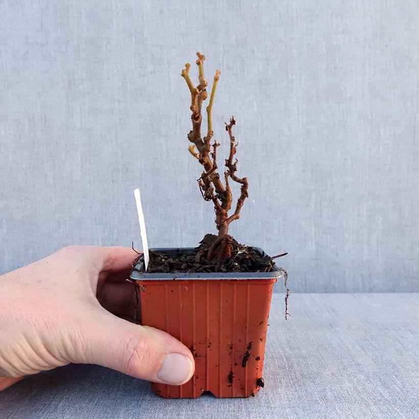 Example of Actinidia deliciosa Jenny - Chinesischer Strahlengriffel Kleine Töpfe von 8/9 cm as you get in hiver