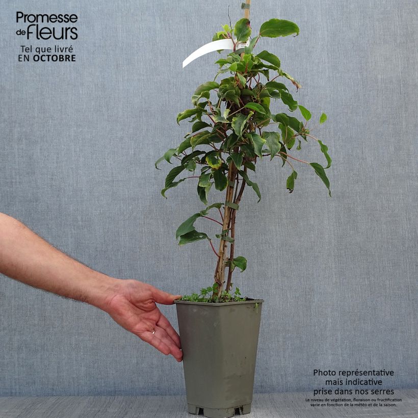 Example of Actinidia arguta Bingo (Weiblich) - Zwerg Kiwi Topf mit 2L/3L as you get in automne