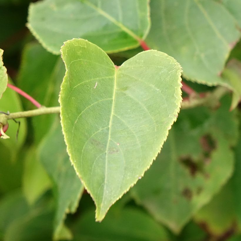 Actinidia arguta Bingo (Weiblich) - Zwerg Kiwi (Foliage)