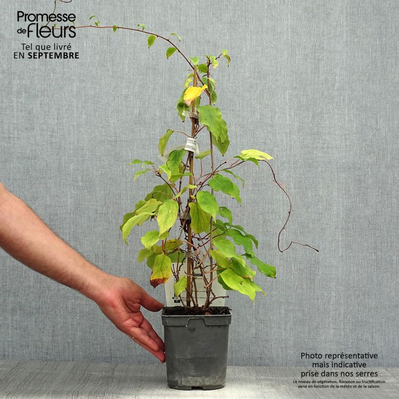 Example of Actinidia arguta Prince Jumbo - Zwerg Kiwi Topf mit 1,5L/2L as you get in automne