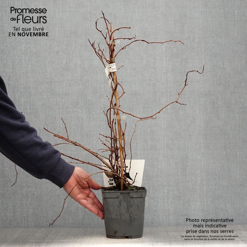 Example of Actinidia arguta Red Jumbo - Zwerg Kiwi Topf mit 1,5L/2L as you get in automne