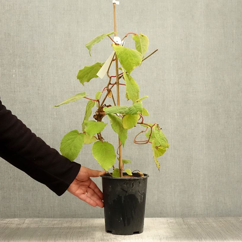Example of Actinidia deliciosa Belen - Chinesischer Strahlengriffel Topf mit 2L/3L as you get in automne