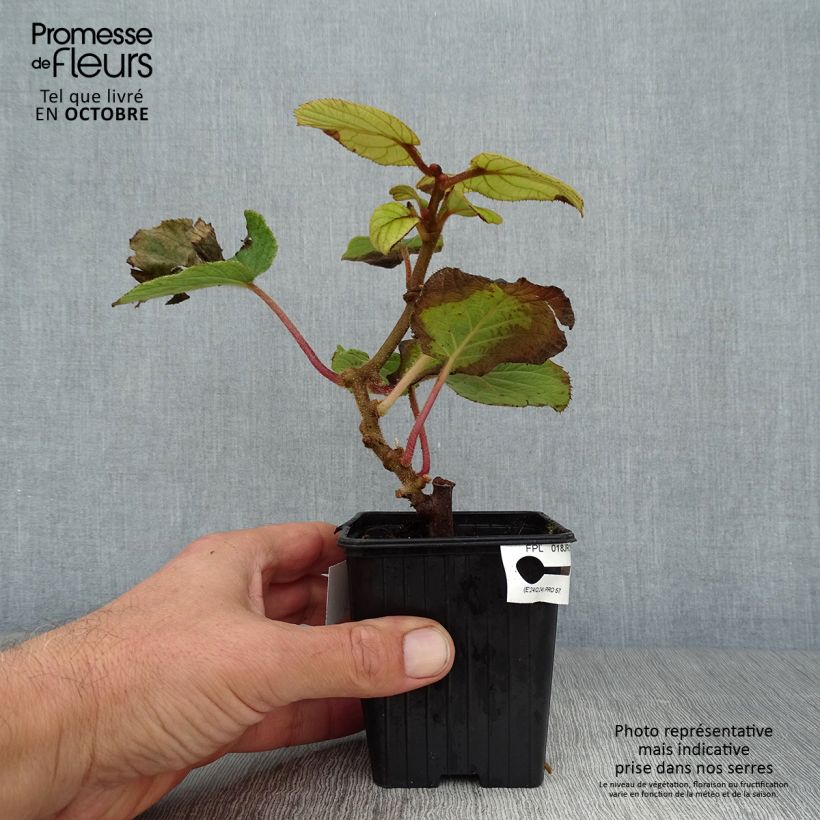 Example of Actinidia chinensis Solissimo - Chinesischer Strahlengriffel Kleine Töpfe von 8/9 cm as you get in automne