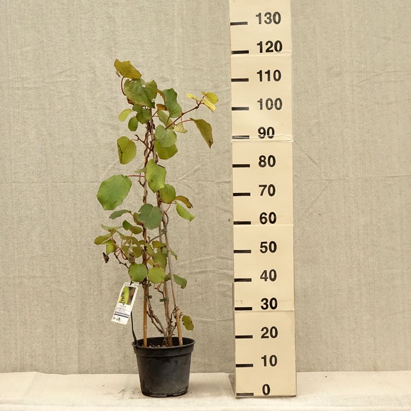 Example of Actinidia chinensis Solissimo - Chinesischer Strahlengriffel Topf mit 4L/5L as you get in automne
