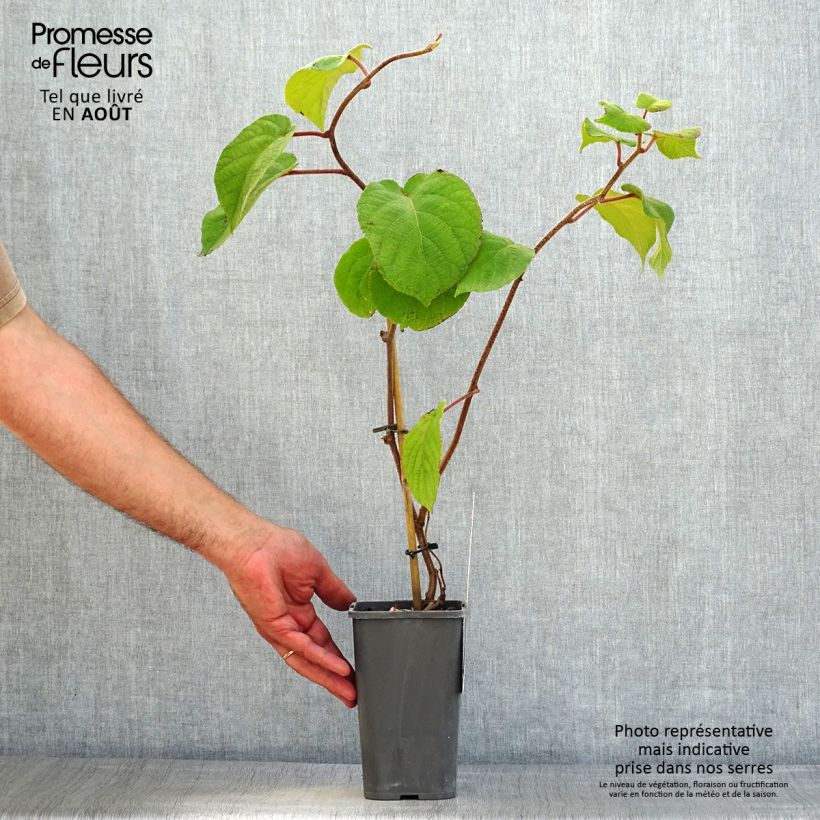 Exemplar von Actinidia chinensis Solissimo Bio - Chinesischer Strahlengriffel Topf mit 1,5L/2L wie im Sommer geliefert