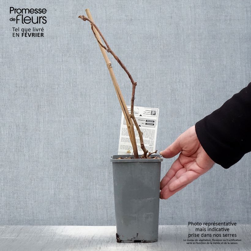 Exemplar von Actinidia chinensis Solissimo Bio - Chinesischer Strahlengriffel Topf mit 1,5L/2L wie im Winter geliefert