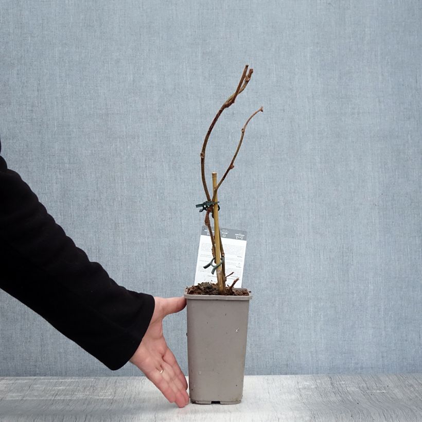 Exemplar von Actinidia deliciosa Tomuri (Männlich) - Chinesischer Strahlengriffel Topf mit 2L/3L wie im Herbst geliefert