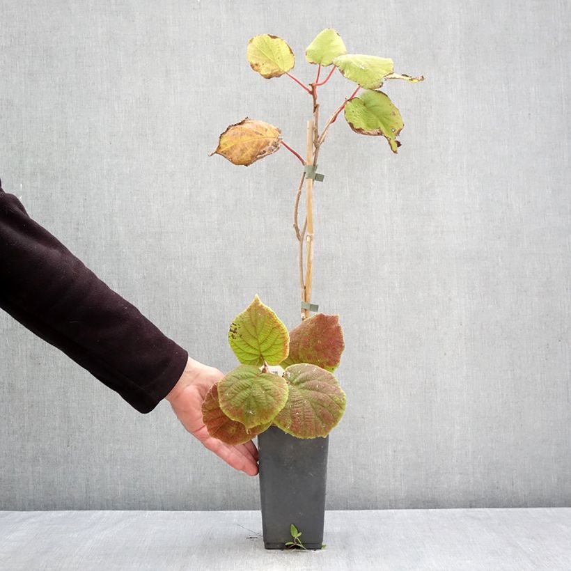 Exemplar von Actinidia deliciosa Tomuri (Männlich) - Chinesischer Strahlengriffel Topf mit 2L/3L wie im Herbst geliefert
