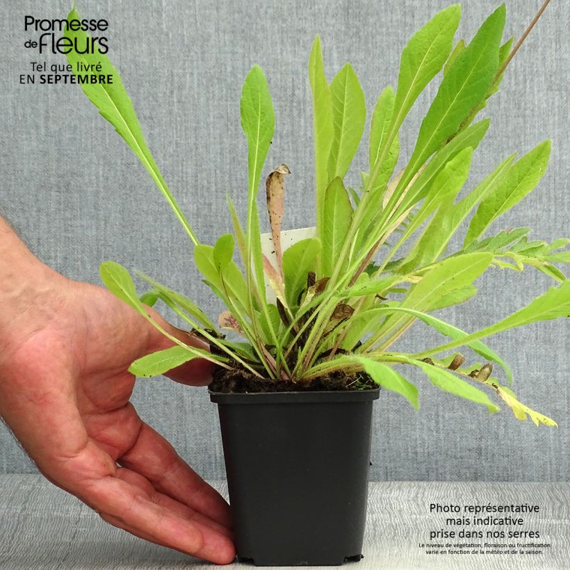 Example of Acker-Witwenblume - Knautia arvensis Kleine Töpfe von 8/9 cm as you get in ete