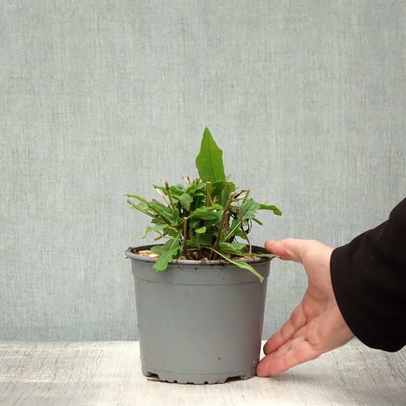 Example of Mazedonische Witwenblume - Knautia macedonica Topf mit 2L/3L as you get in automne