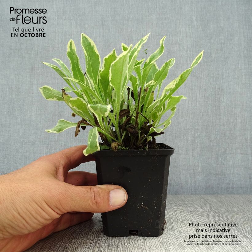 Example of Witwenblume Thunder and Lightning - Knautia macedonica Kleine Töpfe von 8/9 cm as you get in automne