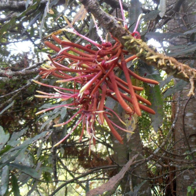 Knightia excelsa - Knightia (Flowering)