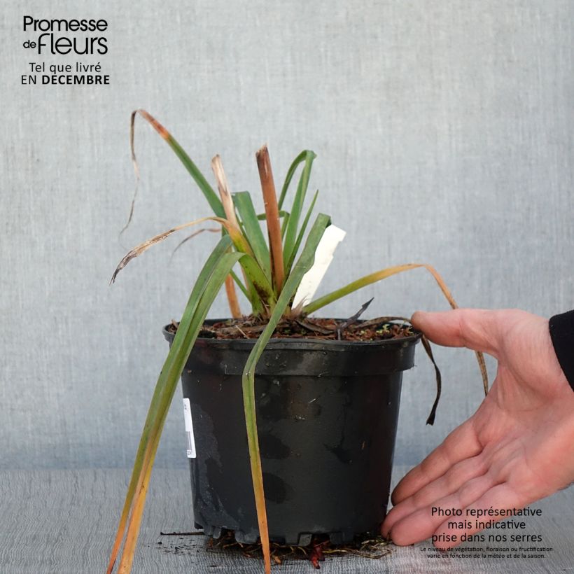 Example of Fackellilie Alcazar - Kniphofia Topf mit 2L/3L as you get in automne