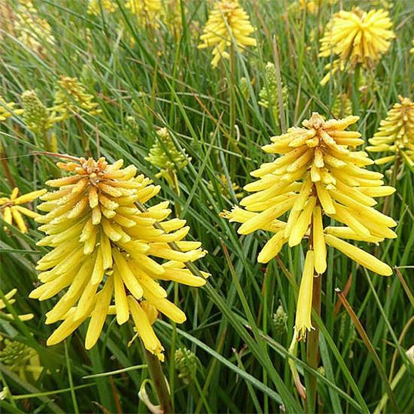 Fackellilie Banana Popsicle - Kniphofia (Flowering)