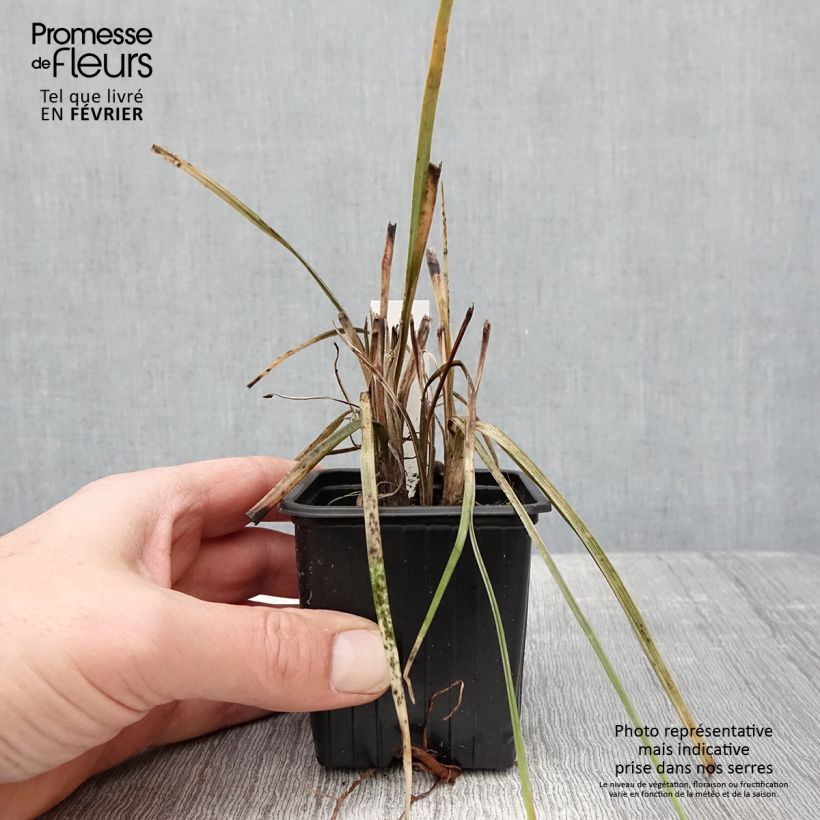 Exemplar von Fackellilie Bees Lemon - Kniphofia Kleine Töpfe von 8/9 cm wie im Winter geliefert