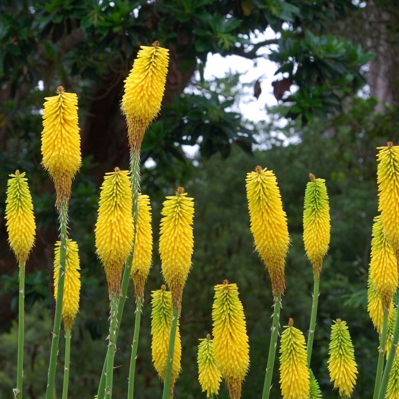 Kniphofia citrina - Gelbblühende Fackellilie (Flowering)