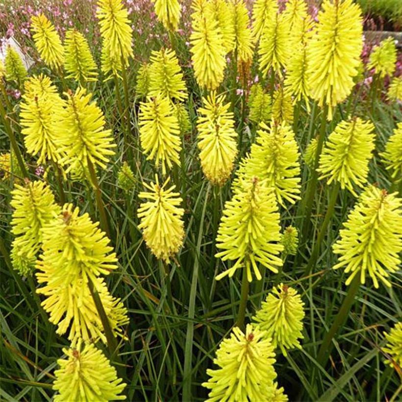 Fackellilie Dorset Sentry - Kniphofia (Flowering)