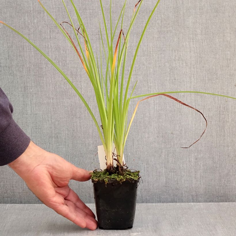 Exemplar von Fackellilie Ice Queen - Kniphofia Kleine Töpfe von 8/9 cm wie im Herbst geliefert