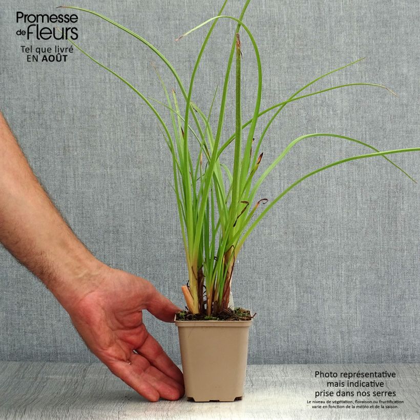 Example of Fackellilie Ice Queen - Kniphofia Kleine Töpfe von 8/9 cm as you get in ete