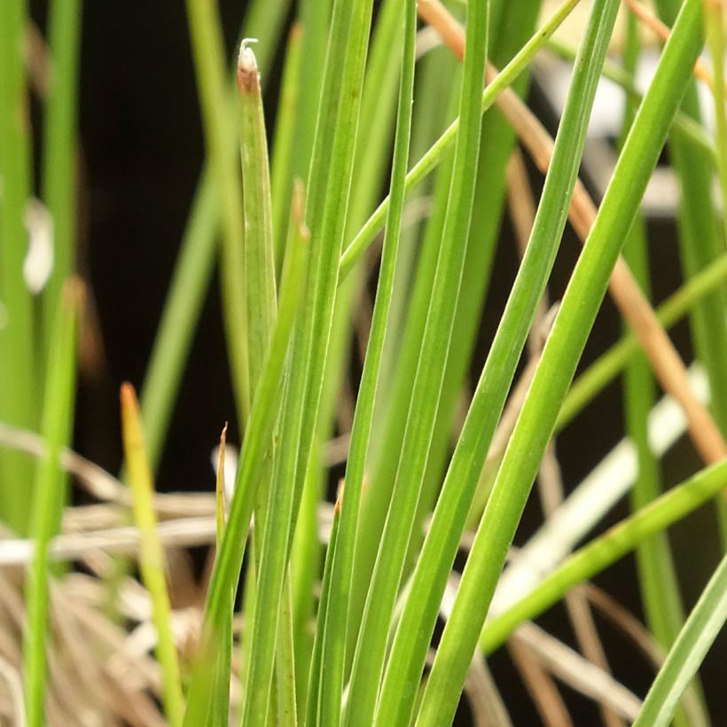 Fackellilie Little Maid - Kniphofia (Foliage)