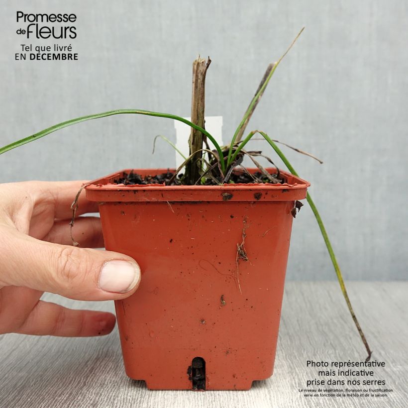 Exemplar von Fackellilie Mango Popsicle - Kniphofia Topf mit 1L/1,5L wie im Winter geliefert