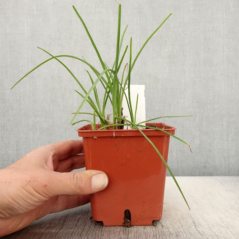 Exemplar von Fackellilie Mango Popsicle - Kniphofia Topf mit 1L/1,5L wie im Frühjahr geliefert