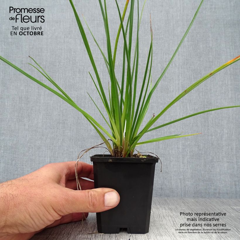 Example of Fackellilie Redhot Popsicle - Kniphofia Kleine Töpfe von 8/9 cm as you get in automne