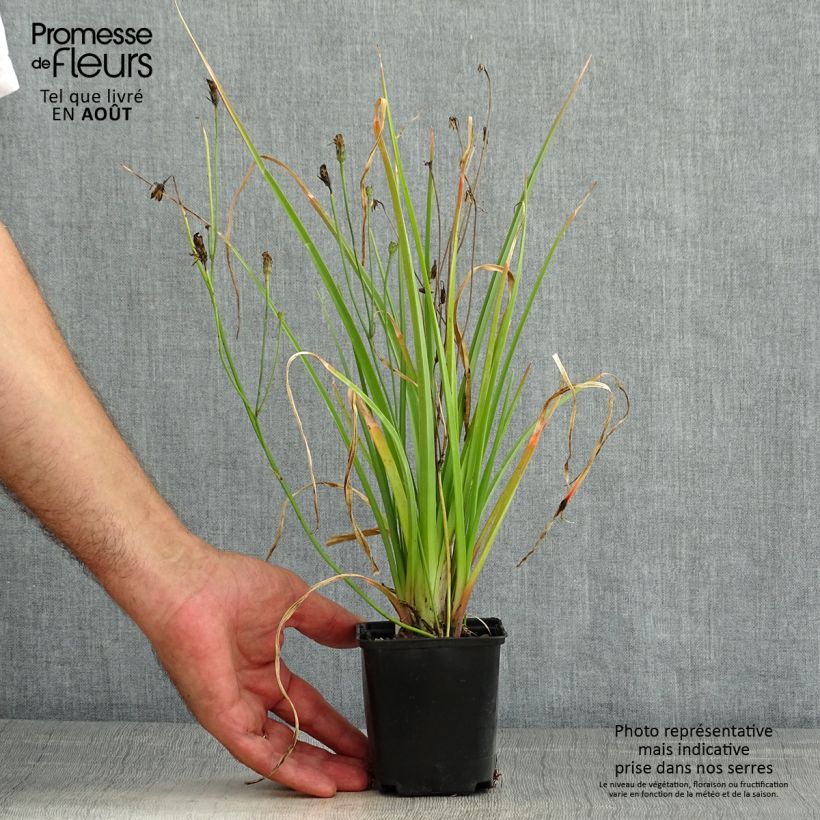 Exemplar von Fackellilie Traffic Lights - Kniphofia Kleine Töpfe von 8/9 cm wie im Sommer geliefert