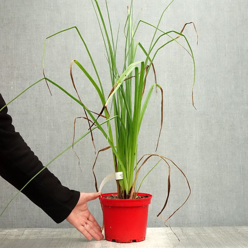 Example of Garten-Fackellilie Nobilis - Kniphofia uvaria Topf mit 3L/4L as you get in automne