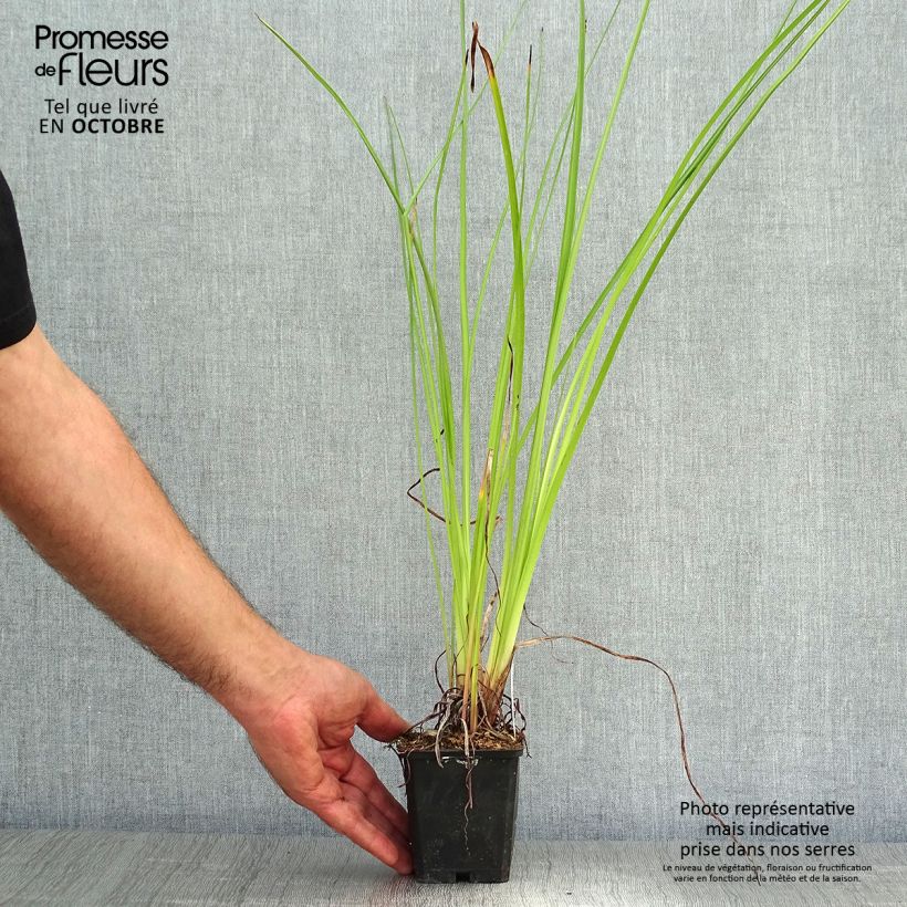 Example of Fackellilie Wrexham Buttercup - Kniphofia Kleine Töpfe von 8/9 cm as you get in automne