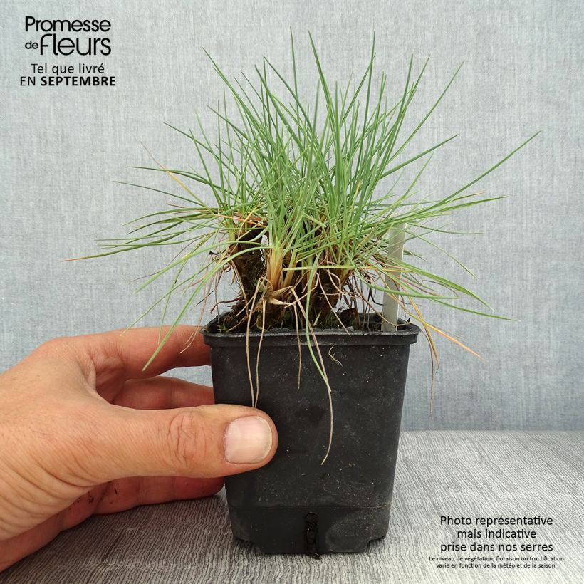 Example of Koeleria glauca - Schillergras Kleine Töpfe von 8/9 cm as you get in ete