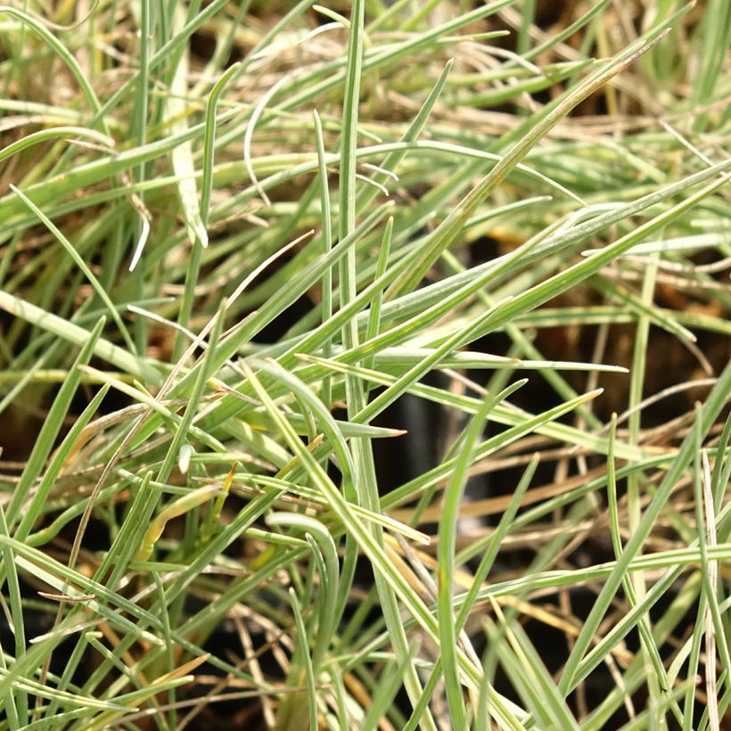 Koeleria glauca - Schillergras (Foliage)