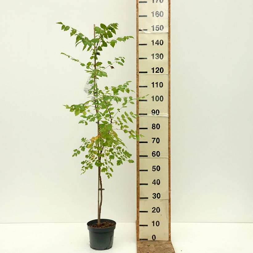 Exemplar von Koelreuteria paniculata - Blasenesche Topf mit 7,5L/10L wie im Sommer geliefert