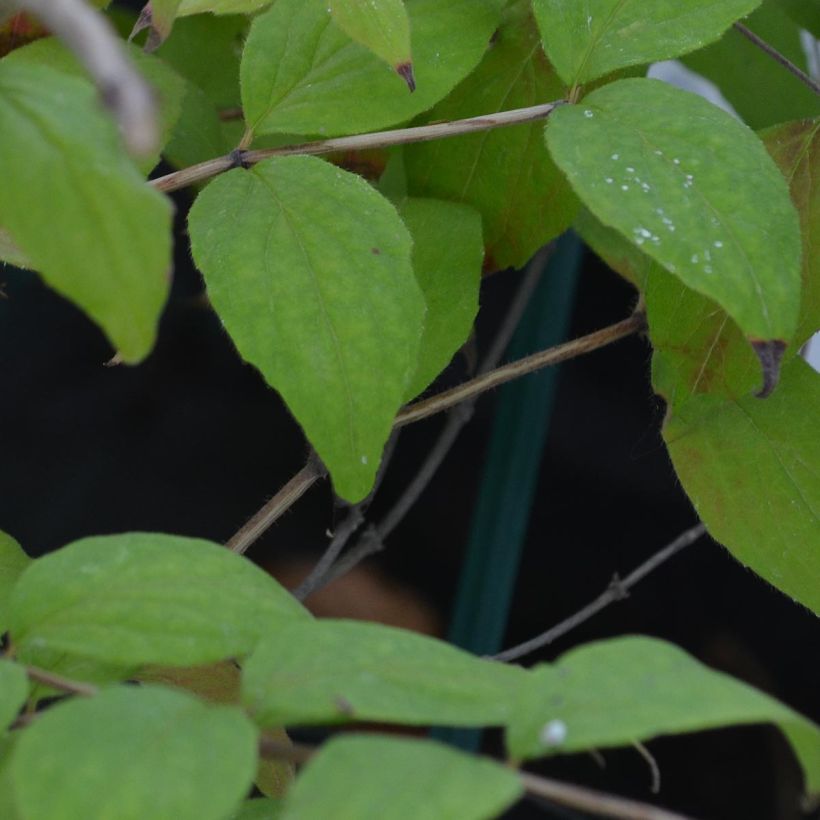 Kolkwitzia amabilis - Scheinweigelie (Foliage)