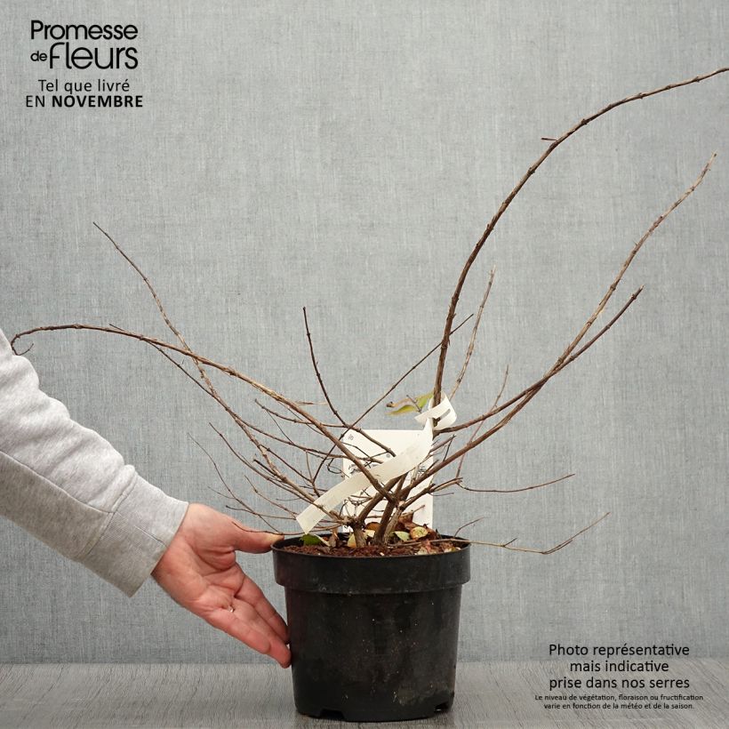 Example of Kolkwitzia amabilis - Scheinweigelie Topf mit 3L/4L as you get in automne