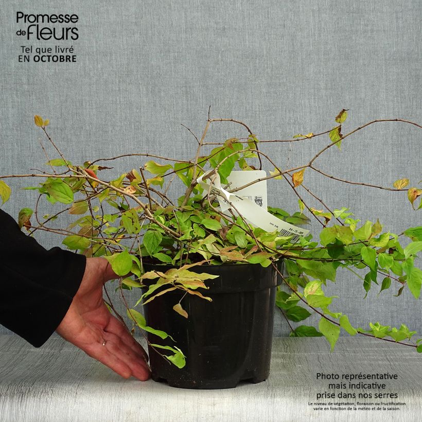 Example of Kolkwitzia amabilis Maradco - Scheinweigelie Topf mit 3L/4L as you get in automne