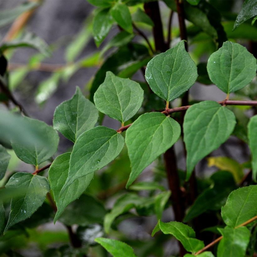 Kolkwitzia amabilis Pink Cloud - Scheinweigelie (Foliage)