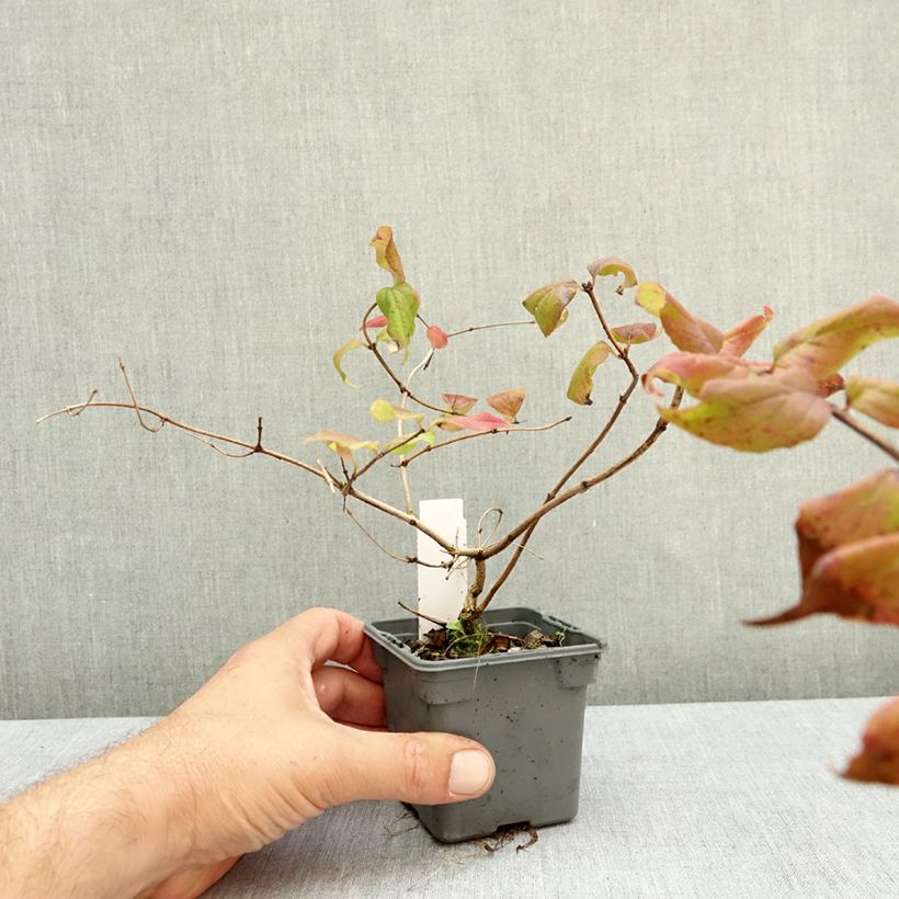 Exemplar von Kolkwitzia amabilis Pink Cloud - Scheinweigelie Kleine Töpfe von 8/9 cm wie im Herbst geliefert
