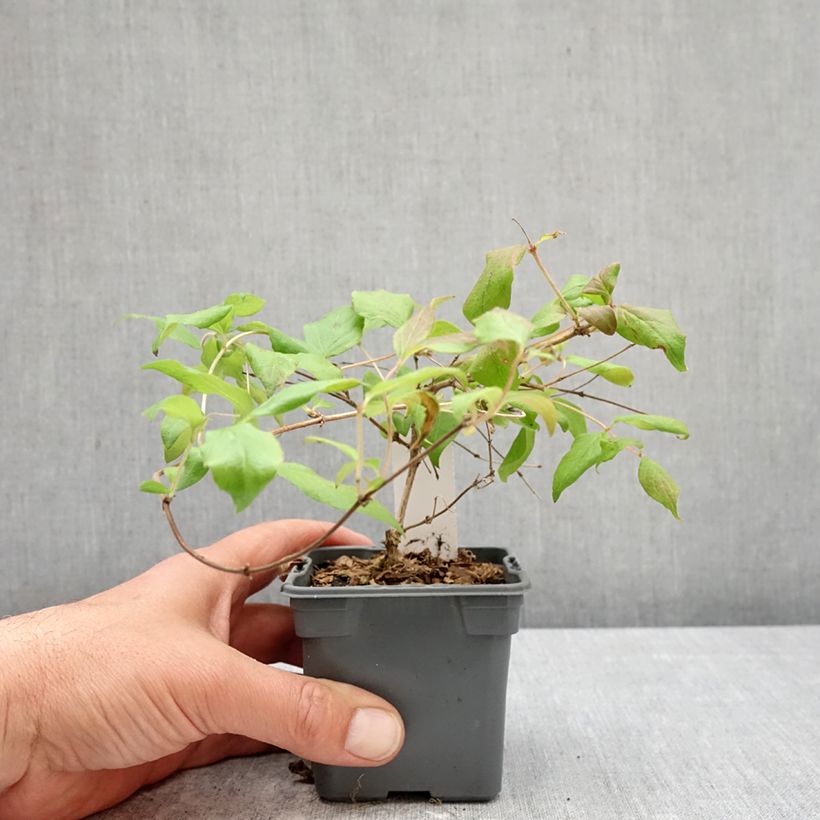 Exemplar von Kolkwitzia amabilis Pink Cloud - Scheinweigelie Kleine Töpfe von 8/9 cm wie im Frühjahr geliefert