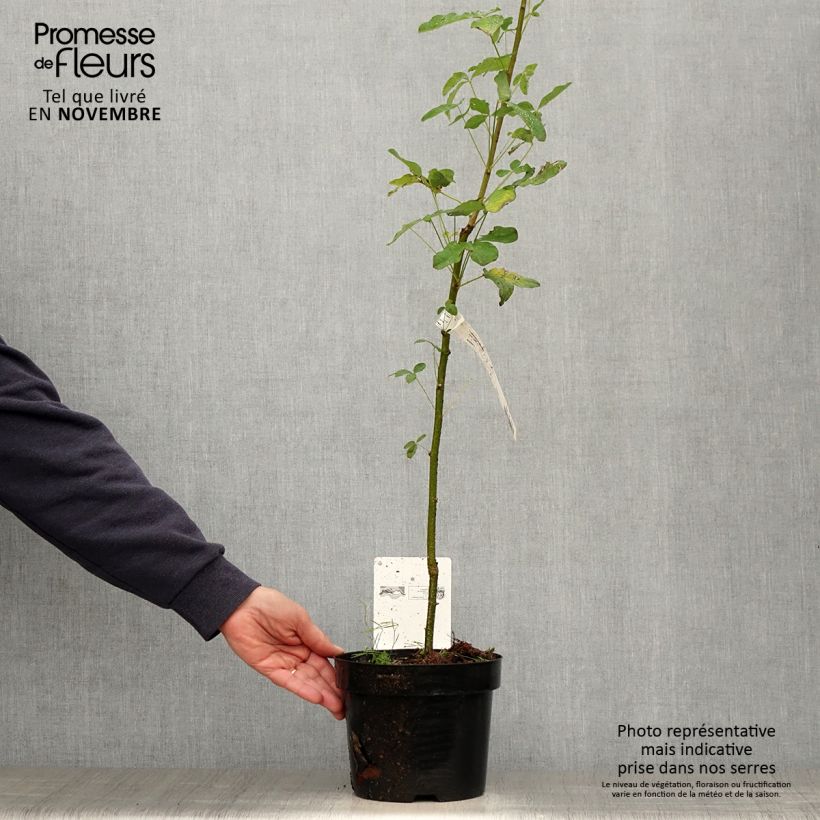 Example of Laburnum anagyroides - Gewöhnlicher Goldregen Topf mit 2L/3L as you get in automne