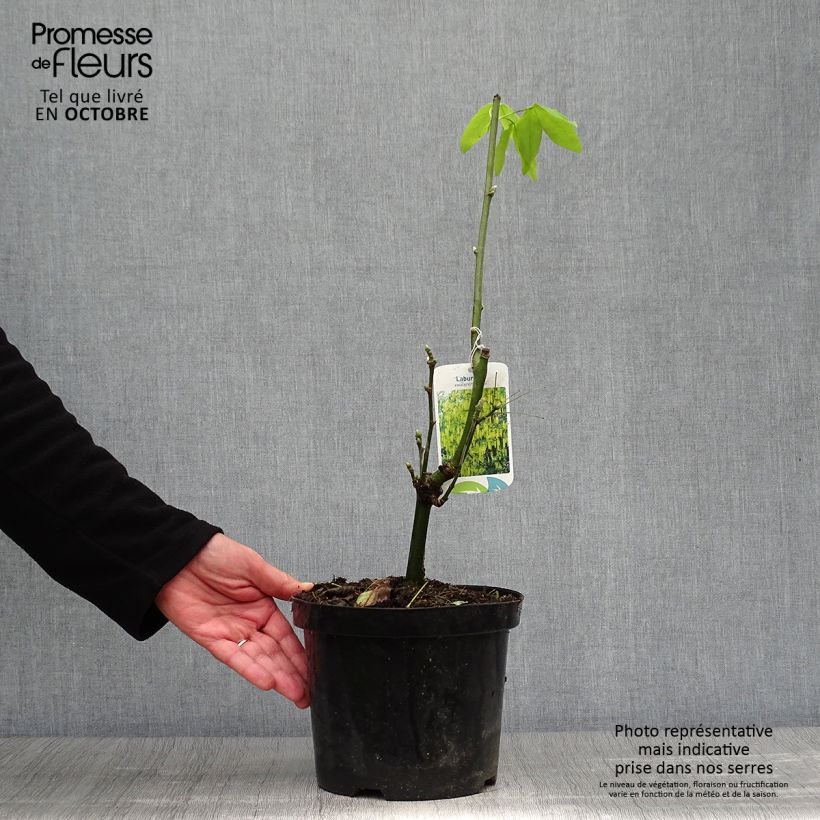 Example of Laburnum watereri Vossii - Voss Goldregen Topf mit 3L/4L as you get in automne