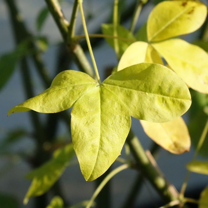 Laburnum watereri Vossii - Voss Goldregen (Foliage)