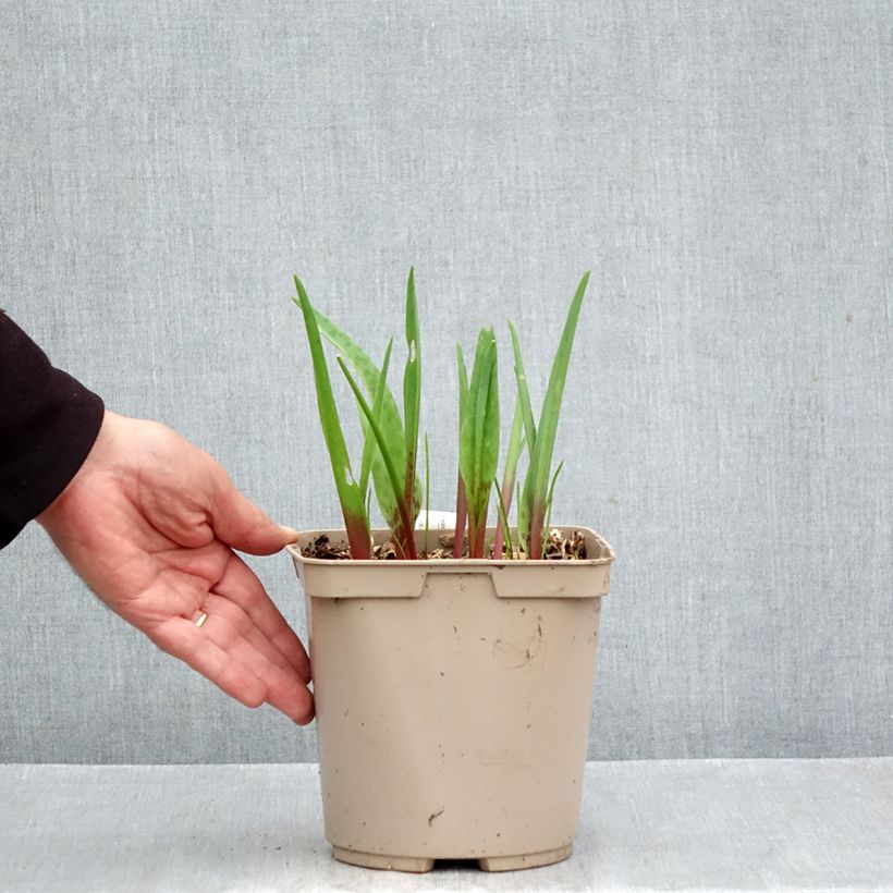 Exemplar von Lachenalia African Beauty Rosabeth - Lachenalie Topf mit 3L/4L wie im Herbst geliefert