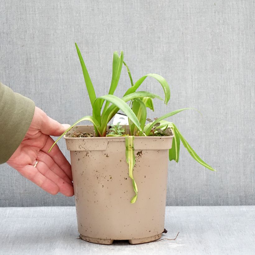 Exemplar von Lachenalia African Beauty Rosabeth - Lachenalie Topf mit 3L/4L wie im Winter geliefert